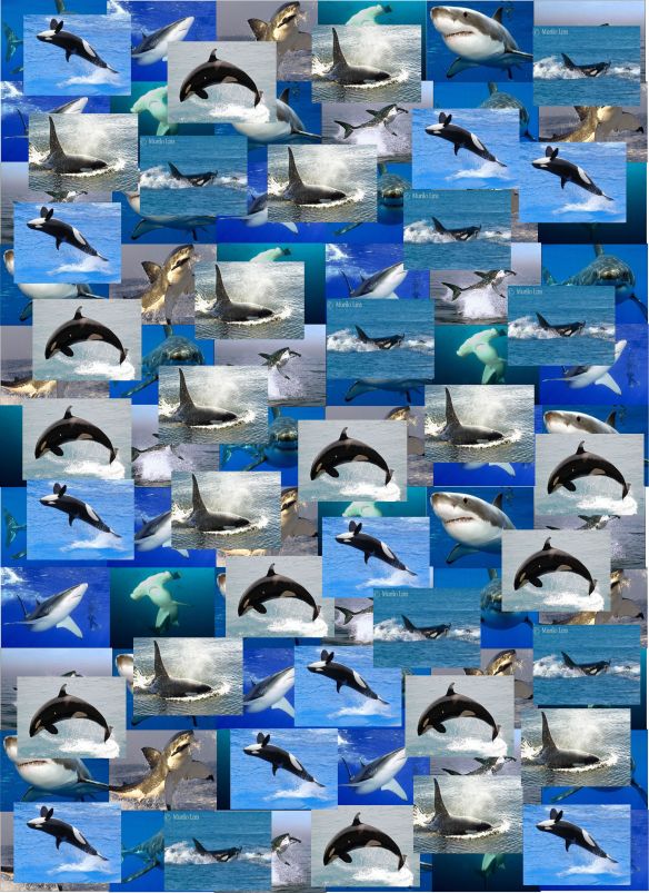 ¿Cuántas orcas hay?